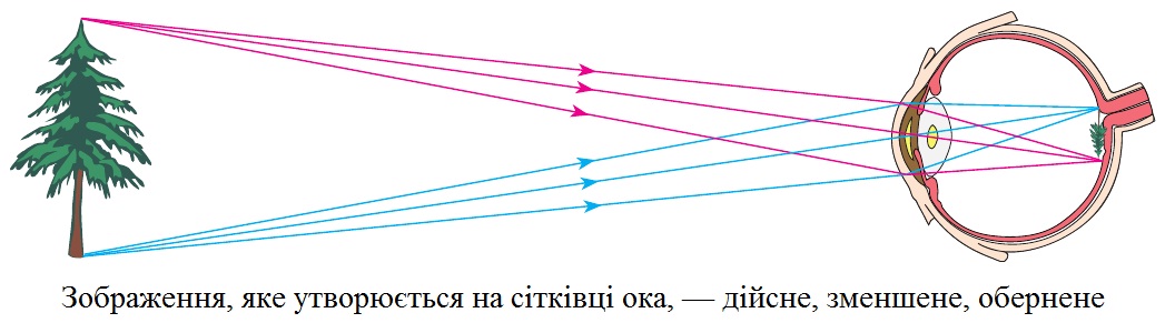 Зображення, яке утворюється на сітківці ока